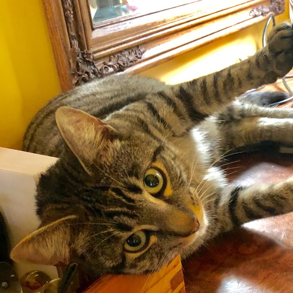 Meet your Posher, Kami 😁 Posh Ambassador - Picture 1 of 2